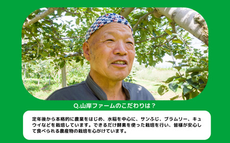 りんご ブラムリー 家庭用 5kg 山岸ファーム 沖縄県への配送不可 2026年8月中旬頃から2026年8月下旬頃まで順次発送予定 令和8年度収穫分 信州 果物 フルーツ リンゴ 林檎 長野 予約 農