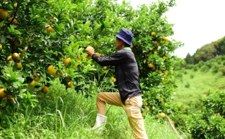 羽賀農園 河内晩柑9kg（家庭用）【高知県宿毛市小筑紫町田ノ浦産】 柑橘 柑橘