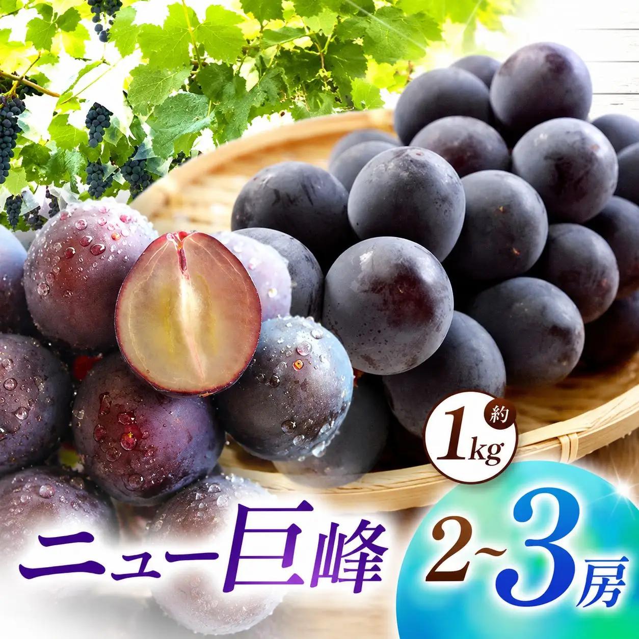 【先行予約】【数量限定】宮内果樹観光園のニュー巨峰 約1kg ぶどう 2～3房 | フルーツ くだもの 巨峰 ニュー巨峰 大分県 中津市