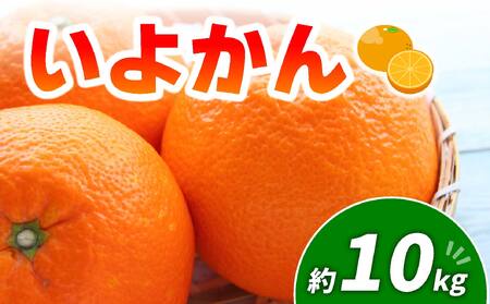 伊予柑 10kg | みかん 愛媛 松山 フルーツ 果物 くだもの 数量限定 期間限定 送料無料 柑橘 みかん フルーツ 果物 みかん ランキング 2024年度【MM011】