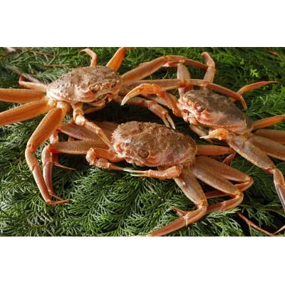 ふるさと納税 鳥取市 鳥取県産 親がに(生&amp;茹で)【中村商店】