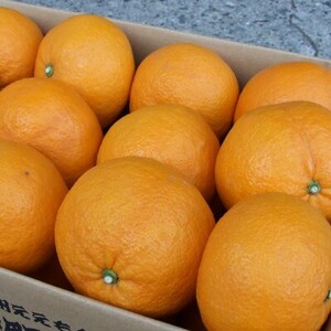 甘夏(あまなつ)秀品[約7kg]和歌山県有田産春みかん(果実サイズおまかせ)【1296241】