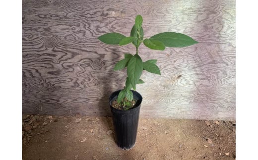 【数量限定】アボカド 苗木 Bタイプ (台木/接ぎ木：ベーコン種) 1本 5号～6号 鉢下から約30cm【2025年5月下旬より順次発送開始】