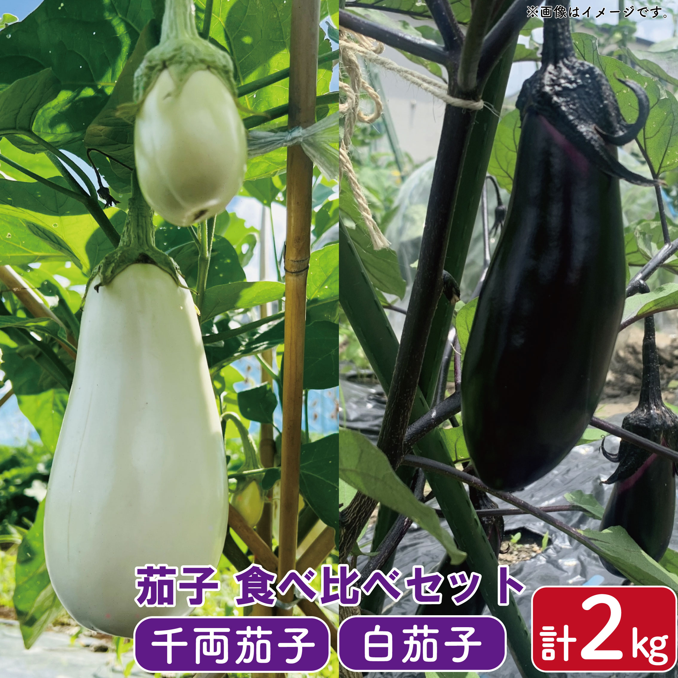 【ふるさと納税】 なす 千両なす 白なす セット ミックス 2色 約 2kg 詰め合わせ 新鮮 産地直送 中華 漬物 夏野菜 人気急上昇 阿波市 徳島県