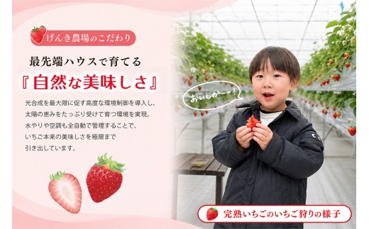 【2027年1月発送】【先行予約】【農場直送！】紅ほっぺ(約280g×4P)【ふるさと納税 佐賀県 基山町産 げんき農場 苺 ブランド苺 イチゴ いちご フルーツ 果物 くだもの 美味しい おいしい 