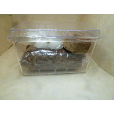 ふるさと納税 猪名川町 国産オオクワガタ成虫ペア飼育セット付き |  | 01