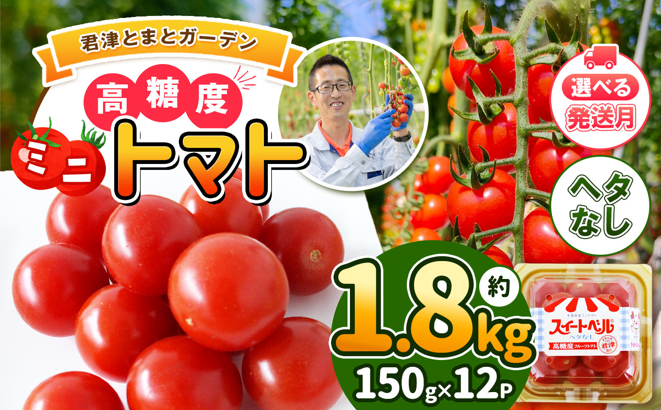 
【 選べる 配送月 】 高糖度 ミニトマト スイートベル （ ヘタなし ） 150g × 12P | 野菜 トマト ミニトマト プチトマト トマト 高糖度 トマト とまと 小分け 君津とまとガーデン 千葉 君津 きみつ
