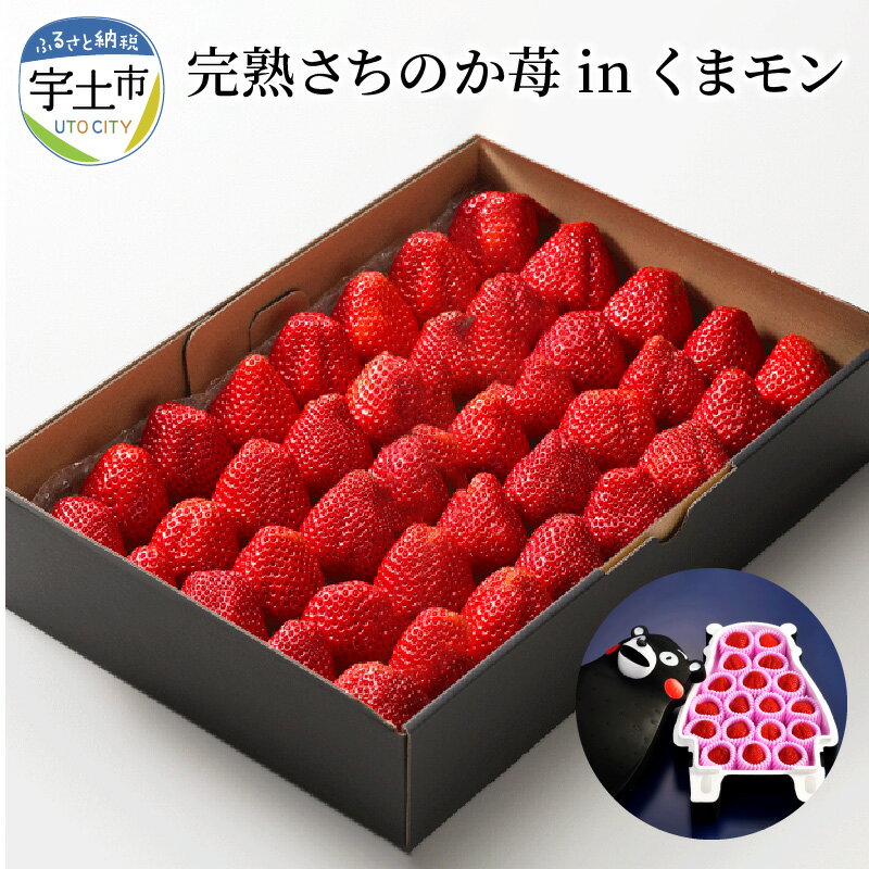 【ふるさと納税】苺 極幸乃香 完熟 さちのか くまモン 約 500g ブランド 九州 熊本県産 甘味 酸味 旨味 コク ビタミンC 冷蔵 贈り物 ギフト 熨斗対応 園村苺園 お取り寄せ フルーツ 果物 お取り寄せフルーツ 青果 生鮮 送料無料 【熊本県宇土市】