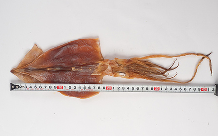 小泊名産 極上するめ 4袋セット 【中泊町特産物直売所ピュア】 イカ 烏賊 海鮮 乾物 BBQ スルメ スルメイカ するめ するめいか 干物 おつまみ 魚介 無添加 中泊町 青森 F6N-270