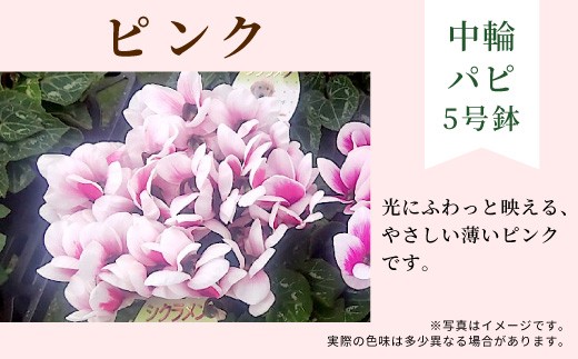 【カラー：ピンク】11月中旬から順次発送★農林水産大臣賞受賞 ＼選べるカラー／ 愛知県産 シクラメン ５号鉢 中輪パピ 花 ピンク パープル ワインレッド 白 赤 プレゼント 贈り物 鉢花 鉢 ガーデン ガーデニング 高品質 クリスマス -253