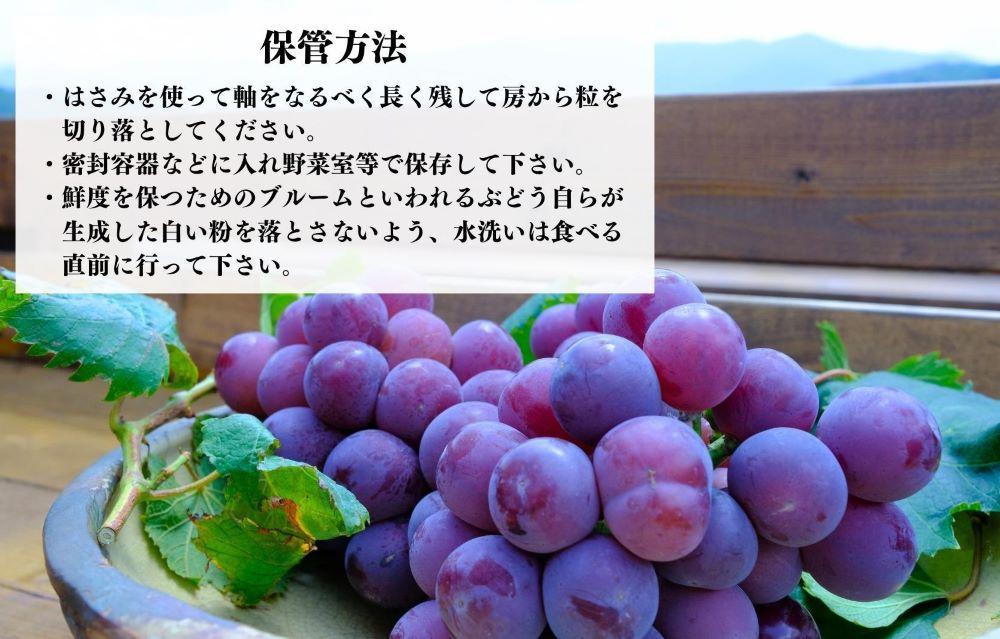 巨峰 種なし 有田巨峰村の巨峰 2kg( 3房 ～ 6房 ) 和歌山県産 【みかんの会】