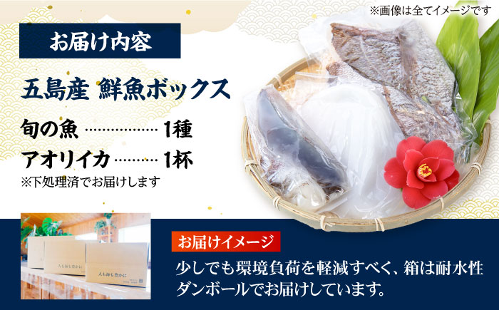 【冷蔵】【下処理済】鮮魚ボックス（魚1種/アオリイカ）五島市/金沢鮮魚[PEP001] 金澤仕立て  鮮魚 冷蔵 真空パック 新鮮 下処理済み 海鮮 刺身 セット 水いか