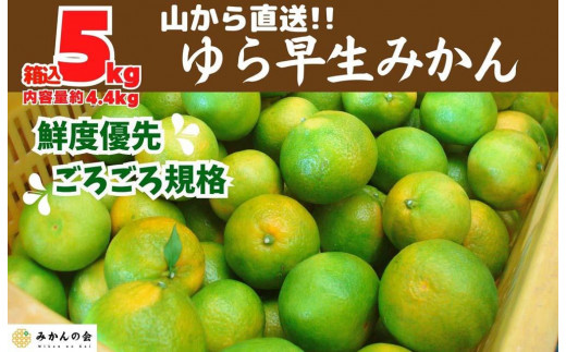
                  ゆら早生 みかん 山から直送 箱込 5kg (内容量 4.4kg) 採れたてそのままごろごろ規格 有田みかん 和歌山県産 【みかんの会】［2026年10月下旬頃より順次発送予定］みかん 果物 みかん フルーツ みかん 和歌山 みかん 柑橘類 みかん 和歌山県産 みかん 有田 みかん
                
