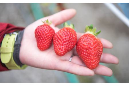 特選　日野苺「雅（みやび）」（約450g）