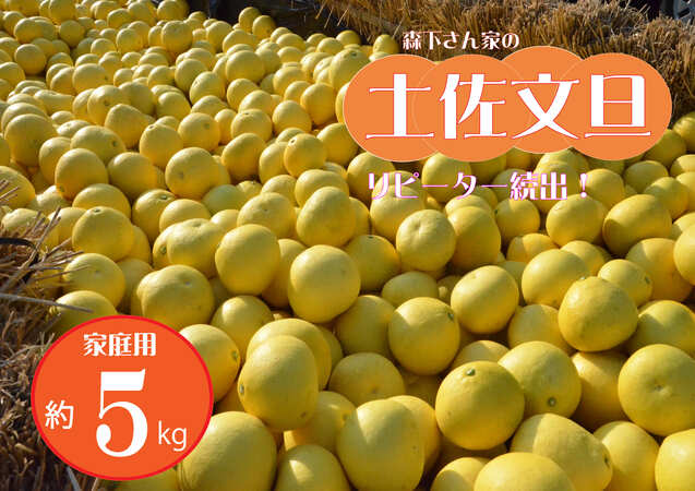 【ふるさと納税】【先行予約 2026年発送】森下さん家の家庭用土佐文旦 約5kg 8～12玉 フルーツ 果物 新鮮 産直 高知県越知町 柑橘類 訳アリ みかんの品種 土佐文旦 産地 高知 原産国 日本 柑橘の香りと甘さが楽しめる高知名産のフルーツ