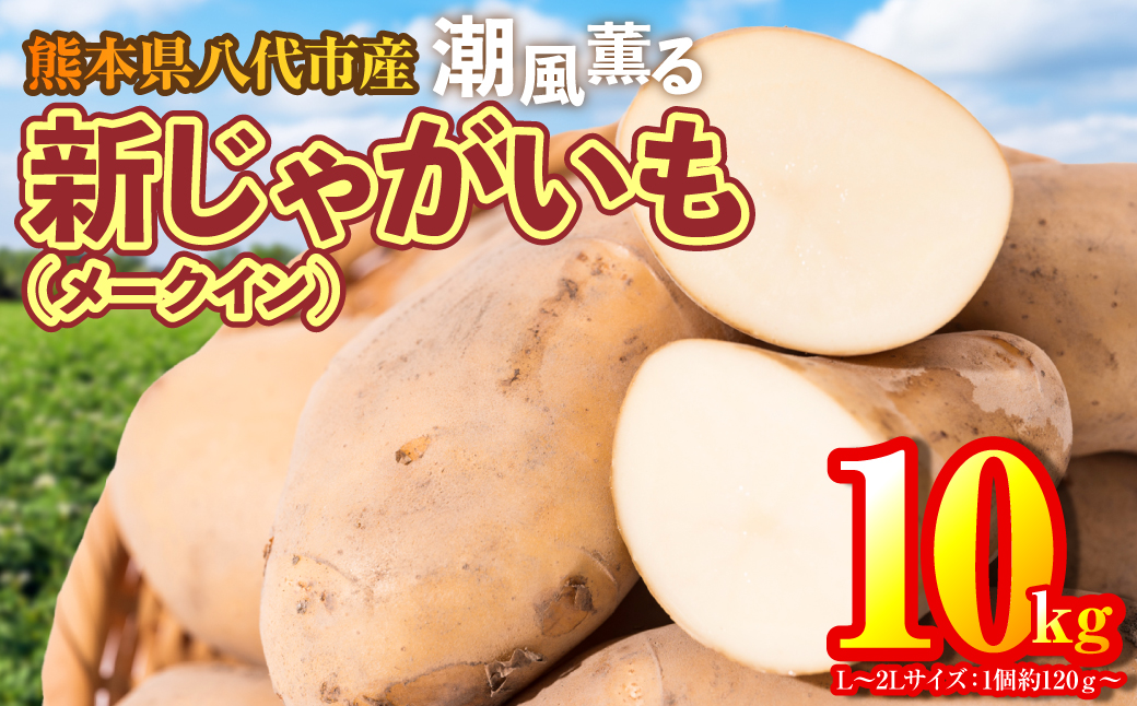 【先行予約】 熊本県八代市産 潮風薫る新じゃがいも (メークイン) 10kg 野菜 芋 いも 国産 熊本県 八代市 九州 農作物 【2025年6月上旬より順次発送】