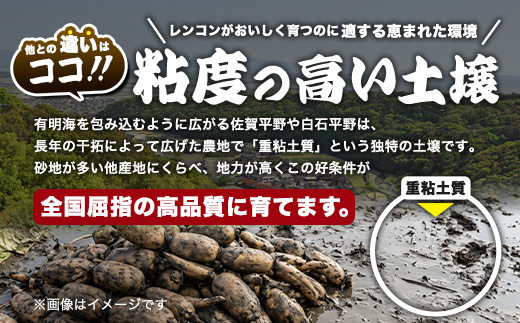 予約受付 佐賀県産 れんこん 約4kg 野菜 やさい レンコン れんこん 蓮根 料理 贈り物 プレゼント 贈答 ギフト 野菜ギフト A-169
