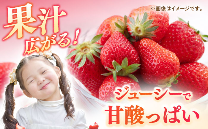 【先行予約】【2026年3月以降順次発送】壱岐市産 いちご ゆめのか 1kg（250g×4パック）《壱岐市》【壱岐市農業協同組合】 イチゴ フルーツ 果物 スムージー 完熟 春 先行予約 数量限定 [
