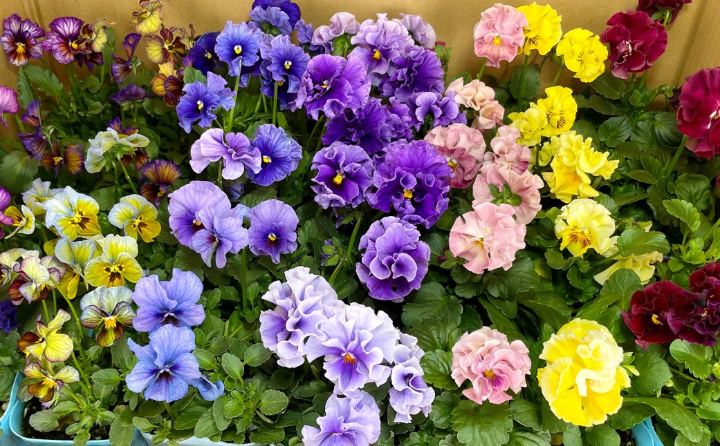 
                  オリジナルビオラおまかせアソート （ ベーシック 24鉢 ） 花 ビオラ オリジナルビオラ 苗 ガーデニング 園芸 花色 インテリア 【 2026年11月下旬から2027年1月上旬迄発送予定 】
                