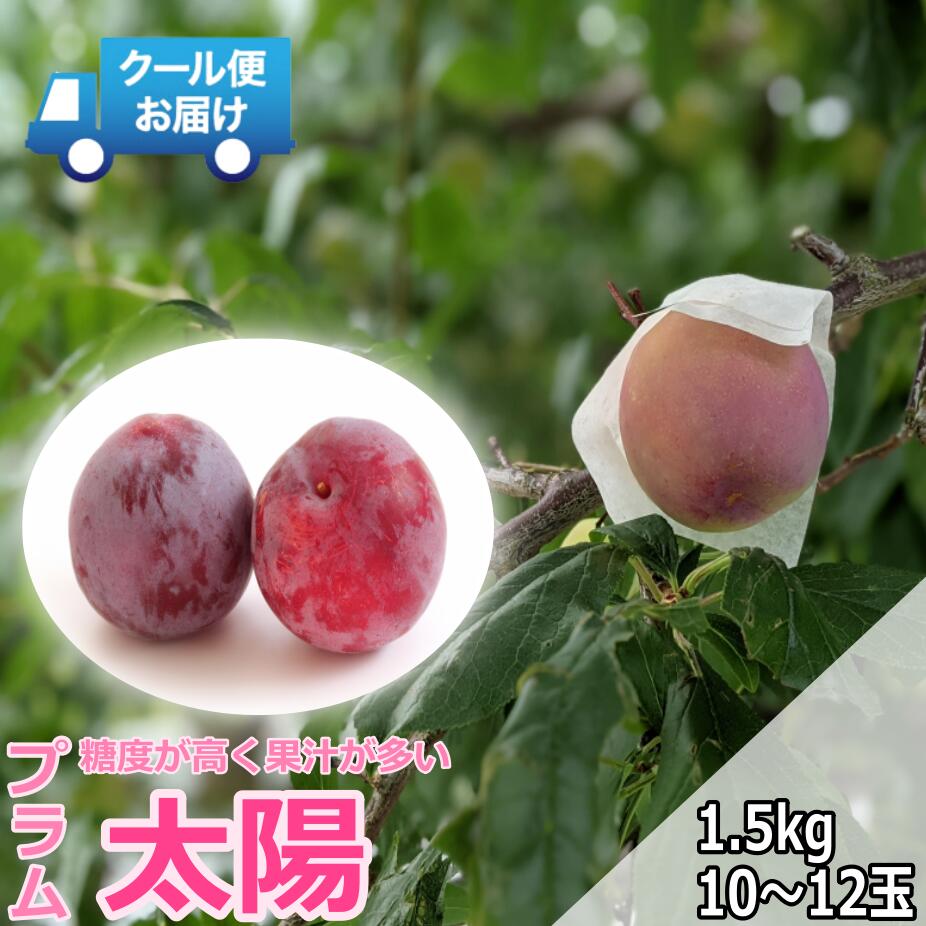 【ふるさと納税】 ＜2026年発送先行予約＞クール便 収穫当日に発送 プラム【太陽】1.5kg（10～12玉） ALPDG002