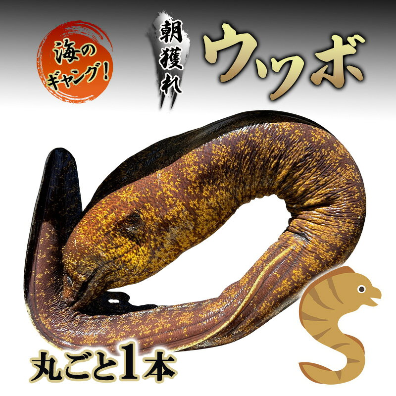 【ふるさと納税】唐揚げ 冷蔵 海のギャング 丸ごと1本 朝獲れウツボ うつぼ タタキ 煮付け 酢の物 味噌漬け 酒のつまみ 朝獲れ鮮度抜群 おかず 河津町 静岡県