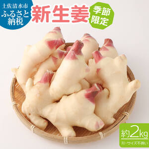 新生姜２kg 季節限定 農家直送 2キロ 甘酢漬け ガリ 佃煮 ジンジャーエール しょうが ショウガ 佃煮 甘酢漬け 食品 新鮮 温まる 温活 冷え対策 国産【R01548】
