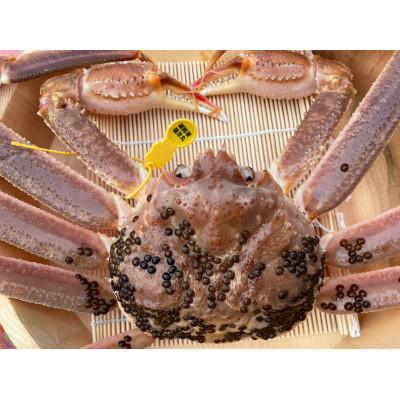 ふるさと納税 美浜町 【11月より順次発送】地物!はるか丸が厳選。《釜茹で》越前がに【中サイズ800g〜900g1杯】 |  | 01