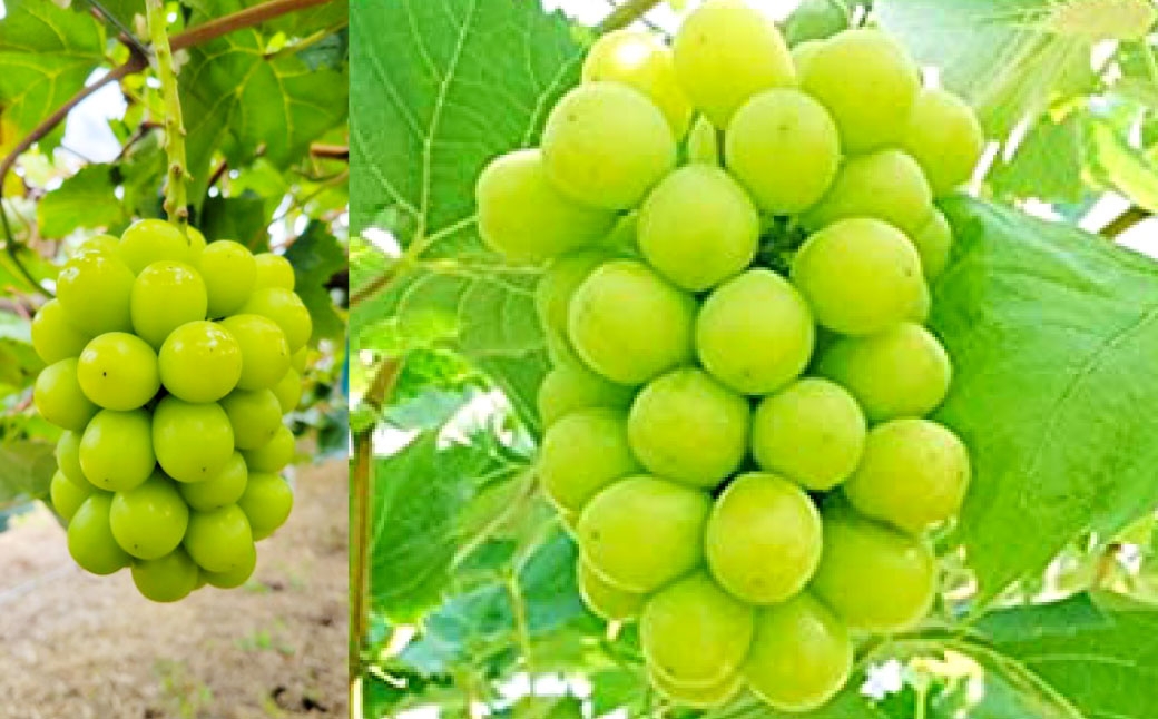 冷蔵シャインマスカット2房（1房540g以上）