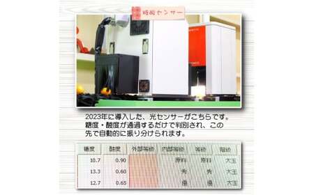 ちっちゃな 有田みかん こつぶみかん 家庭用 5kg （3S～2Sサイズ混合） 光センサー選別 ※2026年11月中旬～2027年年1月中旬に順次発送予定 ※北海道・沖縄・離島への配送不可 / 温州み