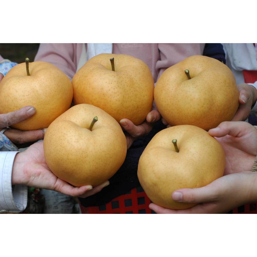 岡山県産　あたご梨　２玉（1ｋｇ×２）