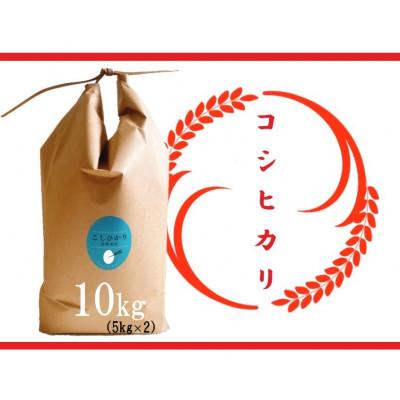 ふるさと納税 竜王町 令和7年産　近江米【コシヒカリ10kg】