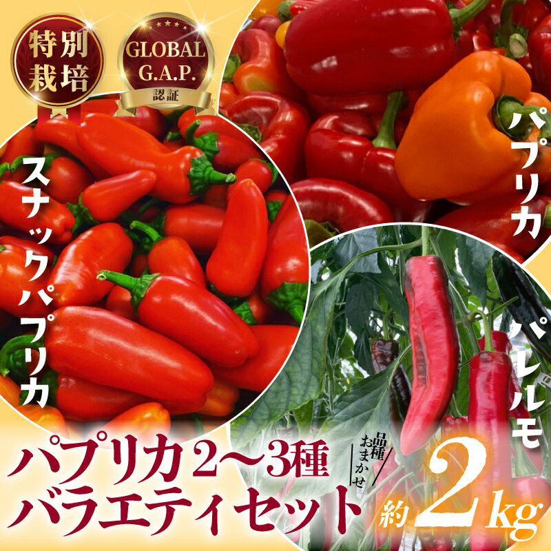 【ふるさと納税】 パプリカ 2kg 2~3種 バラエティ セット 品種 おまかせ 肉厚 特別栽培 新鮮 ジューシー 栄養 野菜 国産 GLOBALG.A.P.認証 レシピ ビタミン ラタトゥイユ お弁当 子ども カレー キーマカレー おやつ そのまま 贈答 リッチフィールド株式会社 湘南 藤沢 神奈川