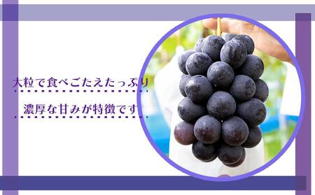 [産直]有田巨峰村の朝採り巨峰　約2kg★2024年８月中旬頃より順次発送