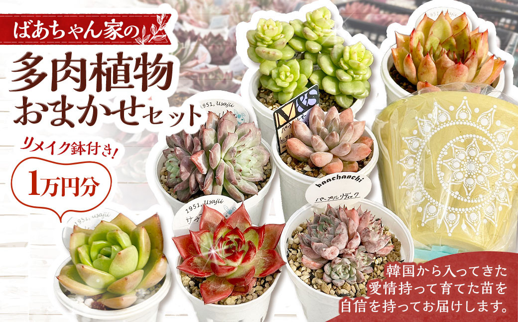 
            ばあちゃん家のリメイク鉢付きおまかせセット 1万円分 多肉植物 セット 植物 多肉 観葉植物 韓国苗 リメイク鉢 鉢付き インテリア おまかせ
          
