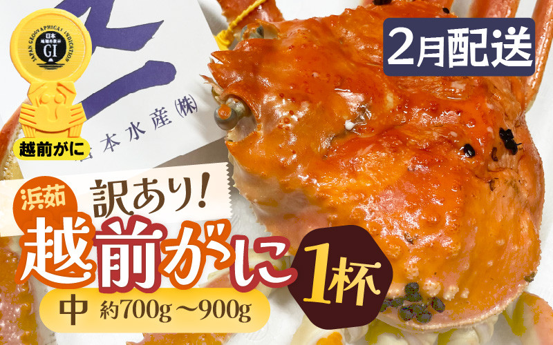 
            【訳あり】≪浜茹で≫越前がに 中サイズ（生で約700～900g） × 1杯 越前蟹の印 タグ付きでお届け【足折れ 雄 ズワイガニ 越前ガニ 姿 ボイル 冷蔵 かに カニ 蟹 福井県】【2月発送分】希望日指定可 備考欄に希望日をご記入ください [e72-x003_02]
          