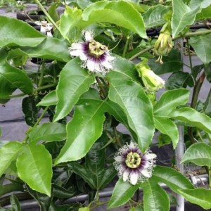 【数量限定】南国の味「10％パッションフルーツ果汁入り飲料」30本入り