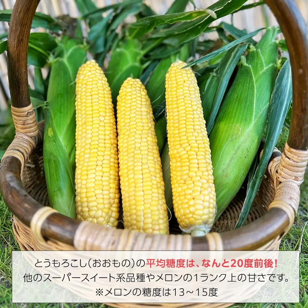 とうもろこし 6kg おおもの 朝採り 農家直送 【 先行予約 2026年7月中旬以降発送】