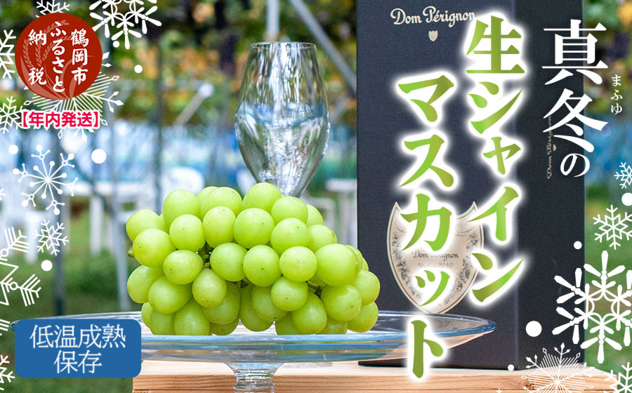 
            【令和6年産 年内発送】 真冬の生シャインマスカット　低温成熟保存　冷蔵発送　山形県鶴岡産　カラフルぶどう園
          