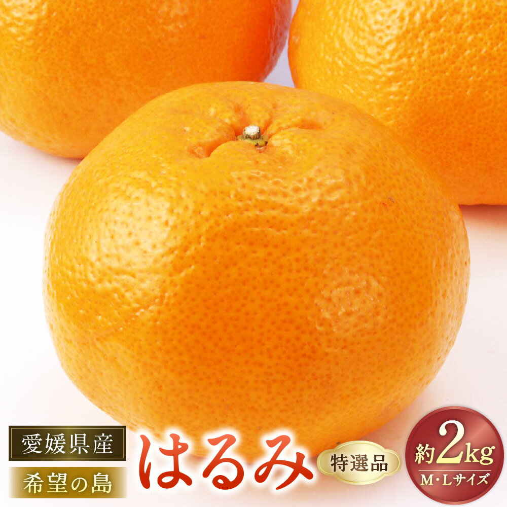 【ふるさと納税】【希望の島】 はるみ 特選品 中玉 2kg M/Lサイズ 柑橘 かんきつ フルーツ くだもの 果物 果実 ギフト 贈答 贈り物 愛媛県産 国産 松山市 中島産 送料無料 （1017）【2026年2月下旬～3月下旬迄順次発送予定】