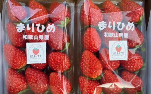 ［2027年3月発送］和歌山県産ブランドいちご「まりひめ」約300g×2パック入り［TM99］
