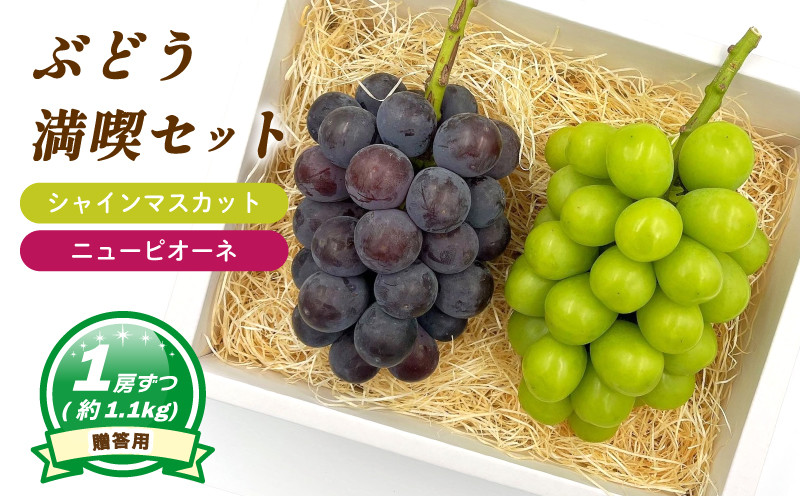 
            【8月下旬頃から発送】 シャインマスカット + ニューピオーネ  各1房 ( 計 2房/ 約 1.1kg )  < 贈答用 > | ぶどう シャインマスカット ニューピオーネ 贈答 皮ごと 種なし 大粒 数量限定 愛媛県産 松山市 
          