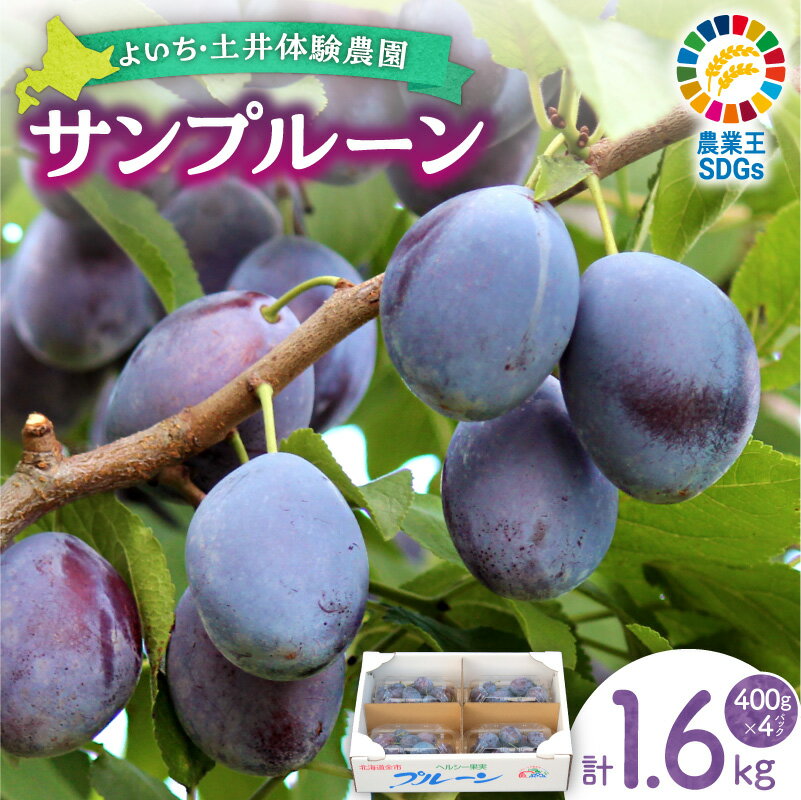 【ふるさと納税】【先行予約：2026年9月中旬以降発送】小玉で食べやすい！ 余市産 生プルーン 1.6kg サンプルーン 完熟 甘酸っぱい 濃厚 果汁 果肉 やわらか 小玉 食べやすい 旬 秋の味覚 先行予約 お取り寄せ 産地直送 ギフト 贈答 お中元 北海道 余市町 送料無料