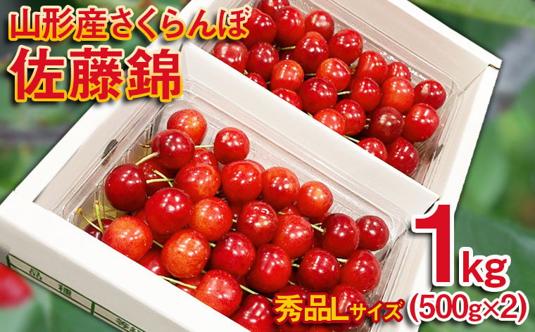 
            さくらんぼ 佐藤錦 Lサイズ 1kg(500g×2パック） 【令和7年産先行予約】FS24-613くだもの 果物 フルーツ 山形 山形県 山形市 2025年産
          