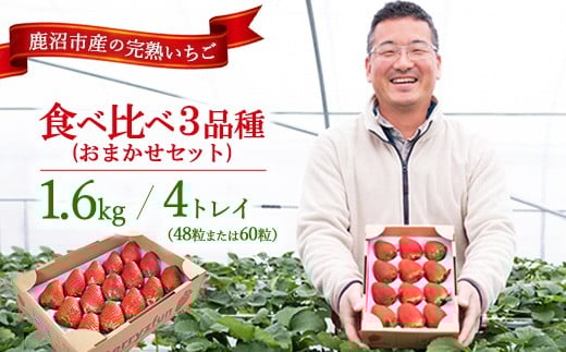 【先行予約/数量限定】【贅沢いちごセット】完熟いちご食べ比べ3品種(48粒または60粒)おまかせセット4トレイ1600g | 栃木県 鹿沼市 産地直送 旬 いちご こだわり 高級品 贈答用 イチゴ 苺 果物 フルーツ 期間限定   ※2025年12月中旬~2026年2月中旬頃に順次発送予定