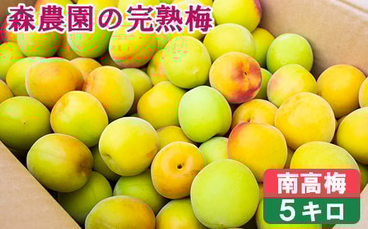
            森農園の完熟梅(南高梅) 5kg 梅 南高梅 完熟梅 梅干し 梅干 梅干し用 梅酒  梅シロップ 梅ジャム 5キロ 数量限定 先行予約 6月 ＜162-003＞
          