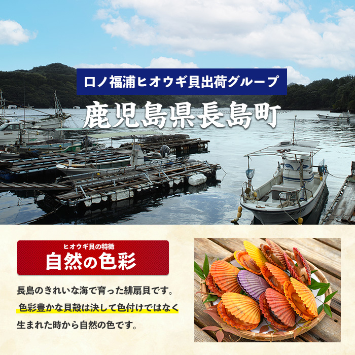 《令和7年11月より順次発送予定》＜期間・数量限定＞長島特産！ヒオウギ貝(20個)【口之福浦ヒオウギ貝出荷グループ】kuchi-861