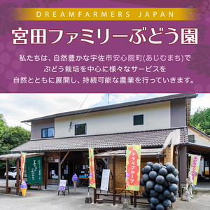 ＜先行予約受付中！2025年9月上旬から順次発送予定＞王さまのぶどう 朝もぎ 巨峰(計1.4kg・700g×2パック)国産 ぶどう 葡萄 フルーツ 果物 くだもの 果実 セット【100702400】【