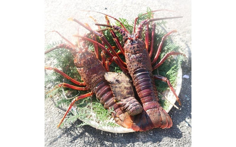 活 伊勢海老 訳あり 1.5kg(5匹＋タビエビ) 冷蔵 – 活き伊勢海老 訳あり 室戸産 国産 エビ えび 海鮮 魚介 産地直送 プリプリ 味噌汁 刺身 焼き物 汁物 室戸海洋深層水 黒潮 高知県 
