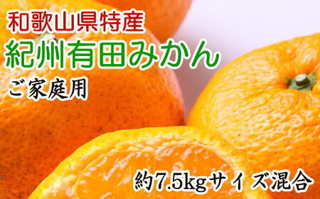 和歌山有田みかん7.5kg ご家庭用 (S～Lサイズおまかせ ) 【2023年11月中旬より発送】【tec884】