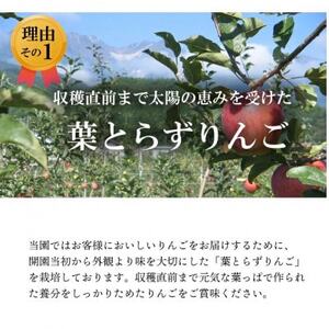 【南信州あじさい農園】葉とらずりんご(サンふじ)約15kg家庭用【1594218】